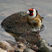 Goldfinch at the pond