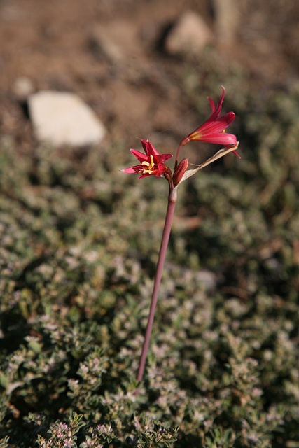 Lily-type plant by Laguna Conchali