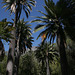 Grove of Chilean Palms
