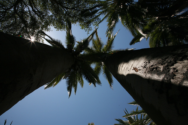 Chilean Palms