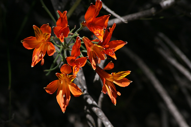 Peruvian Lily (Alstroemeria)