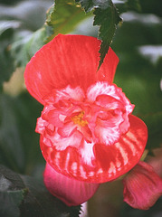 Begonia tubéreux grandiflora