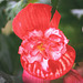 Begonia tubéreux grandiflora