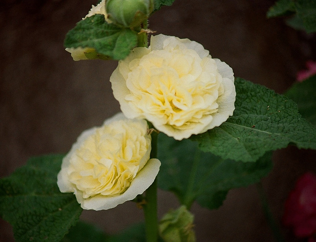 Rose trémière