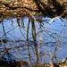 reflected branches