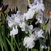 Iris blanc (5)