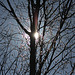 Le soleil dans l'arbre