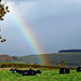 rainbow in Blackmore Vale