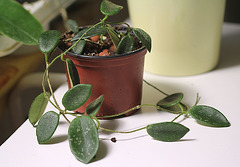 Hoya thompsonii