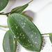 Hoya thompsonii (2)