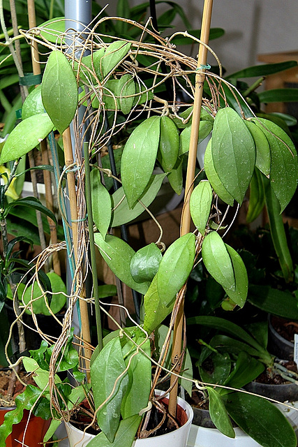 Hoya erythrostemma