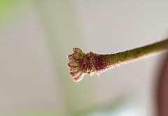Pédoncule florale avec boutons sur Hoya