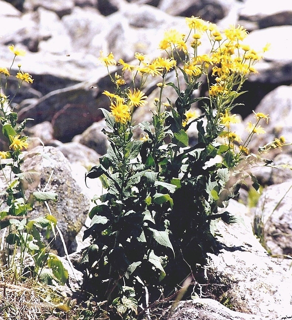 Doronicum austriacum