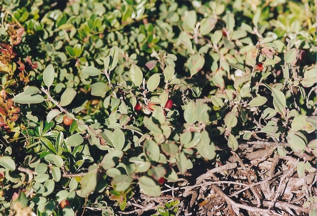 Cotoneaster nain(integerrima)