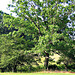 Oak near Catfish Pond