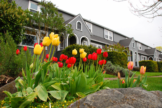 Neighbor tulips
