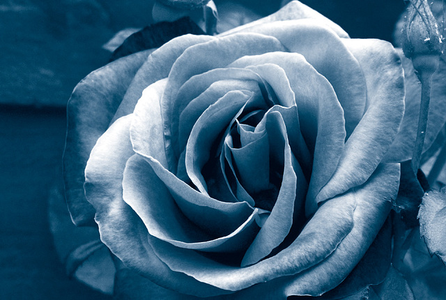 Tritone Rose