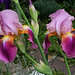 Iris Giant Rose (4)