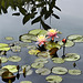 Water Lilies – National Arboretum, Washington DC