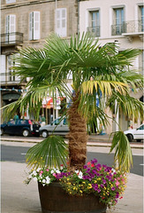 palmier devant le théâtre