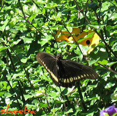 Butterfly..Polydamas Swallowtail