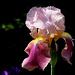 Iris Giant Rose