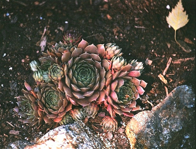 sempervivum hybride
