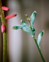 Lachenallia viridiflora