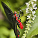 Rose Swallowtail Butterfly – Brookside Gardens