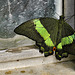 Emerald Swallowtail – Brookside Gardens