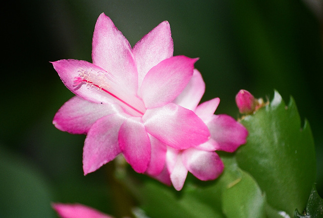 Schlumbergera rose (2)