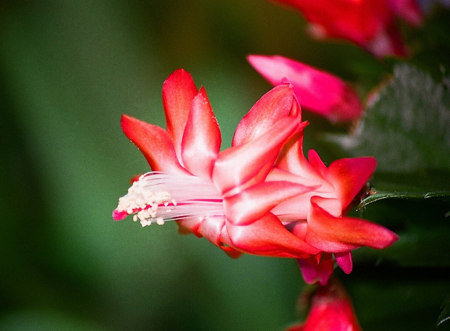 Schlumbergera rouge (2)