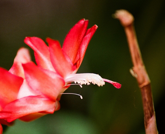 Schlumbergera rouge