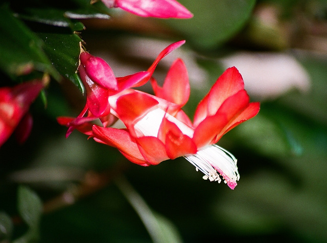 Schlumbergera rouge (3)