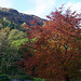 Autumn colour at Grasmere