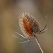 20110110 9265RAw [D~LIP] Wilde Karde (Dipsacus silvestris), UWZ, Bad Salzuflen