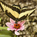 Broad-banded Swallowtail – Brookside Gardens