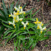 Iris bucharica (6)