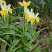 Iris bucharica (5)