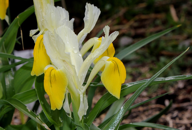 Iris bucharica (4)