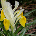Iris bucharica (4)