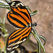Tiger Longwing – Brookside Gardens