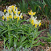 Iris bucharica (2)