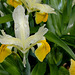 Iris bucharica (3)