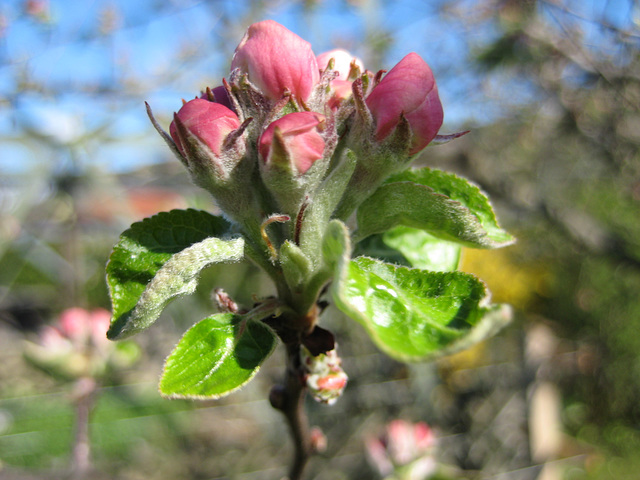 Apfelblütenknospe