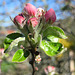 Apfelblütenknospe