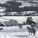 sheep in snowy field