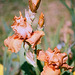 Iris Orange Embers