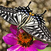 Chinese Yellow Swallowtail – Brookside Gardens