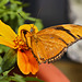 Butterfly Gold – Brookside Gardens